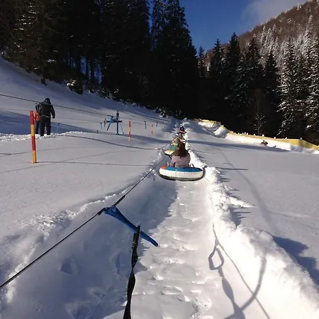 арніка